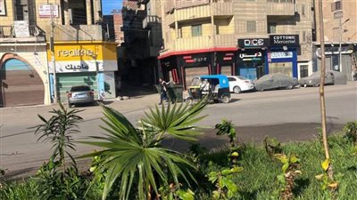 محافظ الغربية: تشجير الطرق وتعزيز المسطحات الخضراء 