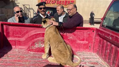 بالصور| ضبط أسد في الغردقة.. ما القصة الكاملة؟ 