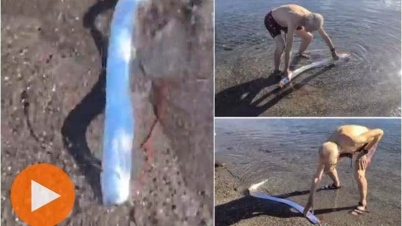 السمكة المجدافية