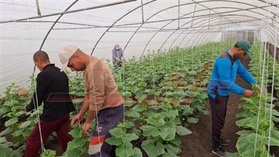 توصيات فنية للمحاصيل الحقلية الشتوية لزيادة الإنتاجية