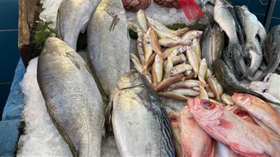 أسعار الأسماك اليوم الجمعة بسوق العبور