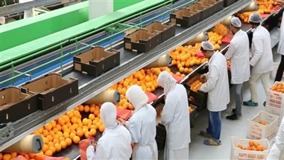 سلامة الغذاء: تصدير 240 ألف طن خلال أسبوع.. والسعودية ولبنان والسودان والمغرب أكبر المستوردين