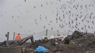 عاجل.. 5 ألاف طائر نورس يهاجم أصحاب المنازل في التلال