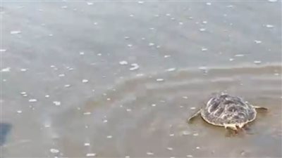 إعادة السلحفاة عز إلى حياتها البحرية بعد علاجها بـ