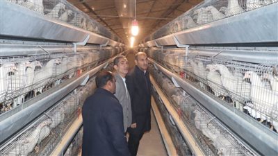 اجتماع بمشروعات الدواجن المركزية ببني سويف للوقوف على متطلبات الدعم وزيادة الإنتاجية
