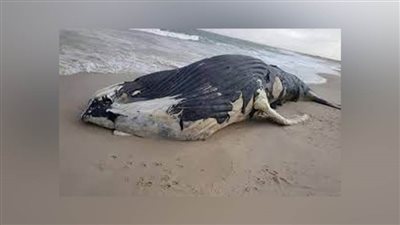 عاجل.. نفوق حوت العنبر الضخم الذي يبلغ طوله 15 مترًا