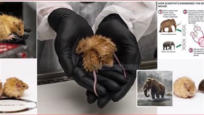 عاجل.. تعرّف على أول فأر صوفي في العالم