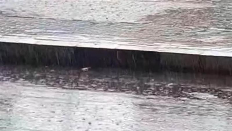 جانب من الأمطار بالغربية