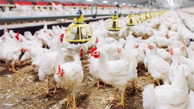 سعر الفراخ البيضاء اليوم في بورصة الدواجن صباح الاثنين 10 مارس
