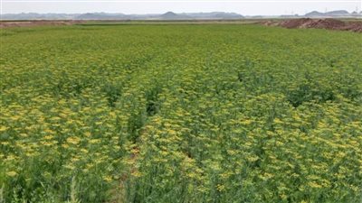 زراعة 508 آلاف فدان من المحاصيل الشتوية في الوادي الجديد 