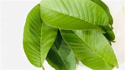 عاجل.. فوائد مذهلة لمضغ أوراق الجوافة 3 مرات أسبوعيًا