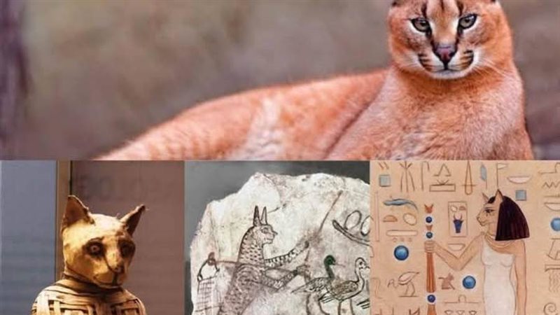 الوشق المصري