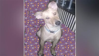 كلبتي الجميلة كيشا