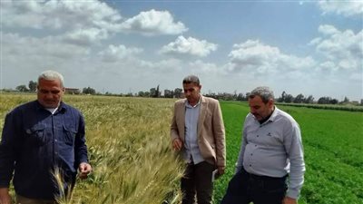  بالصور.. وكيل وزارة الزراعة يتفقد المحاصيل الشتوية بالغربية