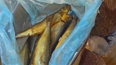 خلال أيام العيد.. محافظ المنيا يوجه بتكثيف الحملات التموينية لضبط الأسواق