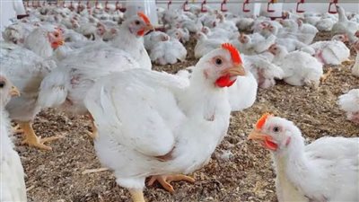 أسعار الدواجن اليوم الأربعاء في مصر