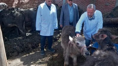 محافظ الدقهلية: تحصين 12 ألف رأس ماشية ضد الحمى القلاعية