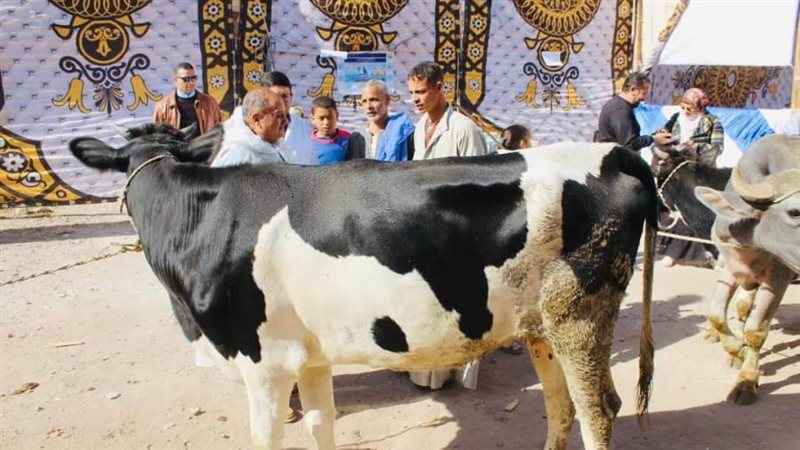 تحصين رؤوس الماشية