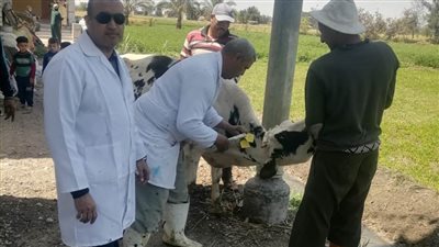 تحصين أكثر من 62 ألف رأس ماشية ضد مرضي الحمى القلاعية وحمى الوادي المتصدع