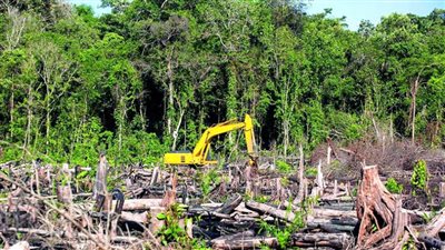 إندونيسيا تخطط لإزالة أكبر مشروع غابات في العالم بهدف إنتاج الوقود الحيوي