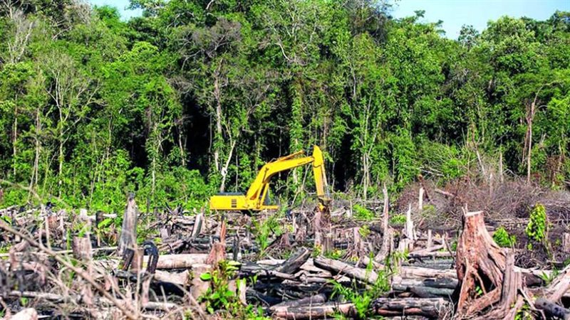إزالة الغابات في