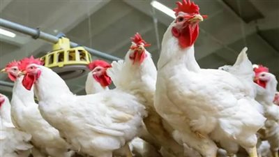 أسعار الفراخ اليوم الجمعة 11 أبريل 2025 بعد الانخفاض.. وبورصة الدواجن الآن