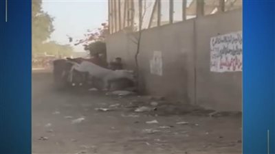 كشف ملابسات تداول مقطع فيديو بتعدي شخص بالضرب على دابة بالجيزة