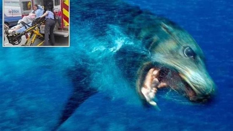 أسود البحر الشيطانية