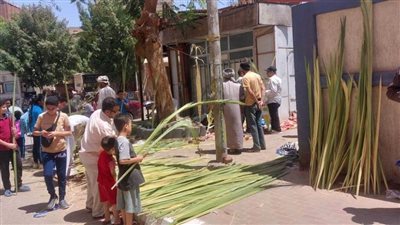 الكنائس تتزين للاحتفال بأحد الشعانين وانتشار باعة سعف النخيل بمحيط الكنائس بأسوان 