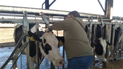 تحصين أكثر من 195 ألف رأس ماشية ضد مرضي الحمى القلاعية والوادي المتصدع