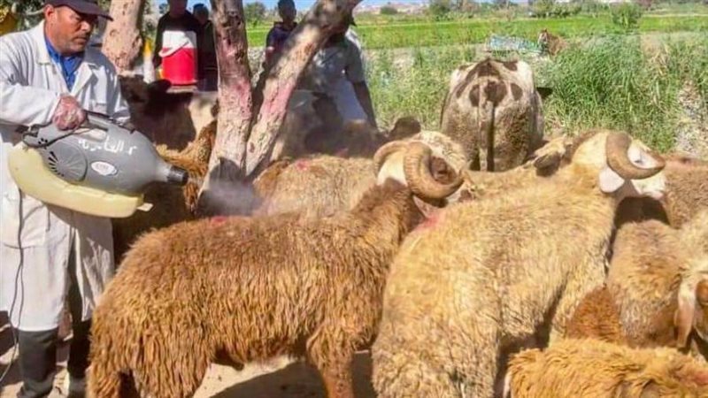 حملات بيطرية مجانية