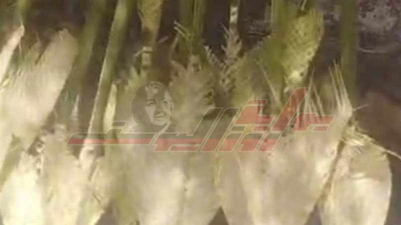 الاحتفال باحد الشعانين