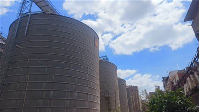 استعدادات مكثفة بالدقهلية لبدء موسم توريد القمح