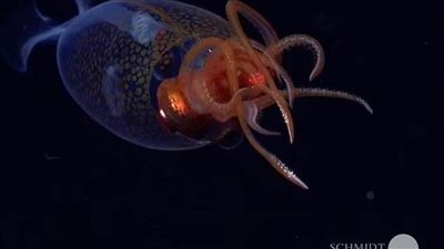 عاجل| بالفيديو.. رؤية حبار ضخم يعيش في أعماق البحر لأول مرة