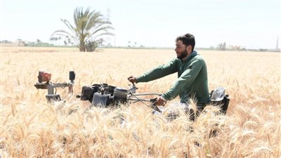 افتتاح موسم الذهب الأصفر في الفيوم