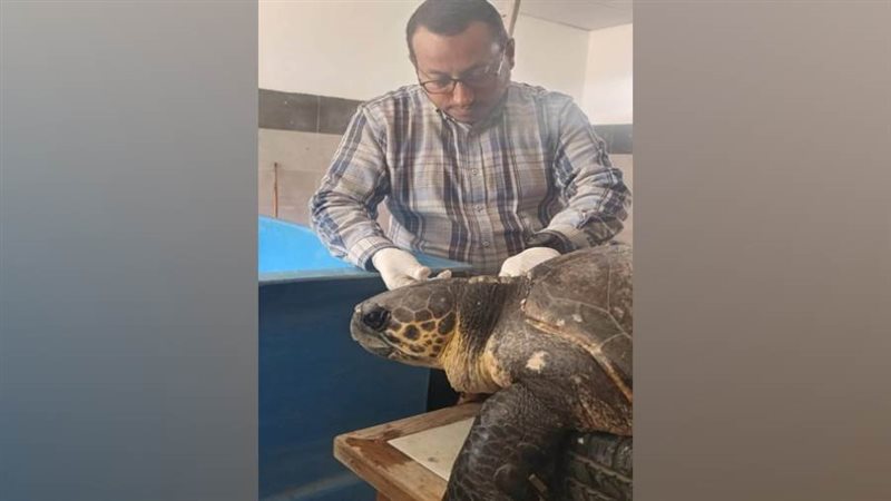 السلحفاة البحرية