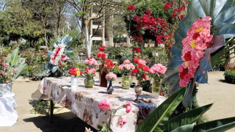 بوابة روز اليوسف