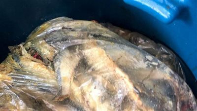 تموين الإسكندرية: ضبط ٢٤٠٧ كجم أسماك مملحة غير صالحة للاستخدام الآدمي و60 كجم لحوم غير مطابقة للمواصفات 