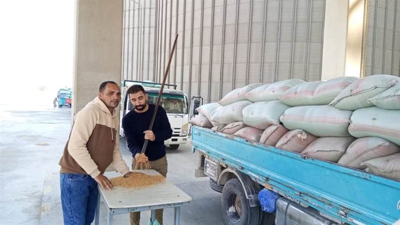 توريد القمح بالصوامع