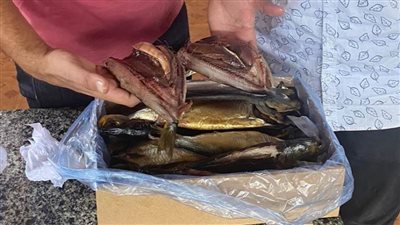 حفاظًاً على صحة المواطنين.. ضبط 20 طن رنجة وأسماك مدخنة غير صالحة للاستهلاك الآدمي بالشرقية 