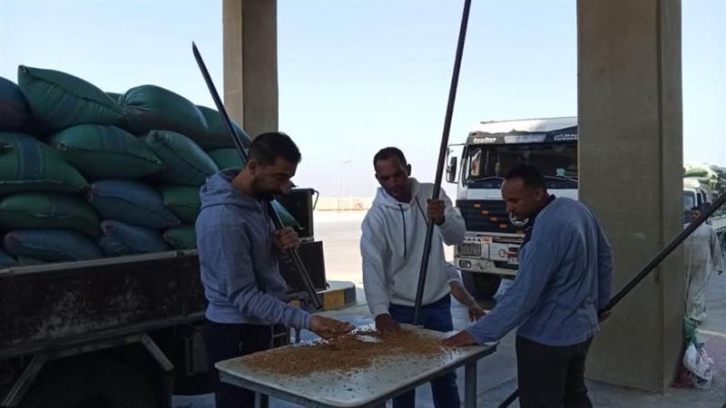 توريد القمح بالمنيا