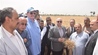  محافظ بني سويف يفتتح موسم حصاد القمح بأحد حقول إهناسيا الخضراء