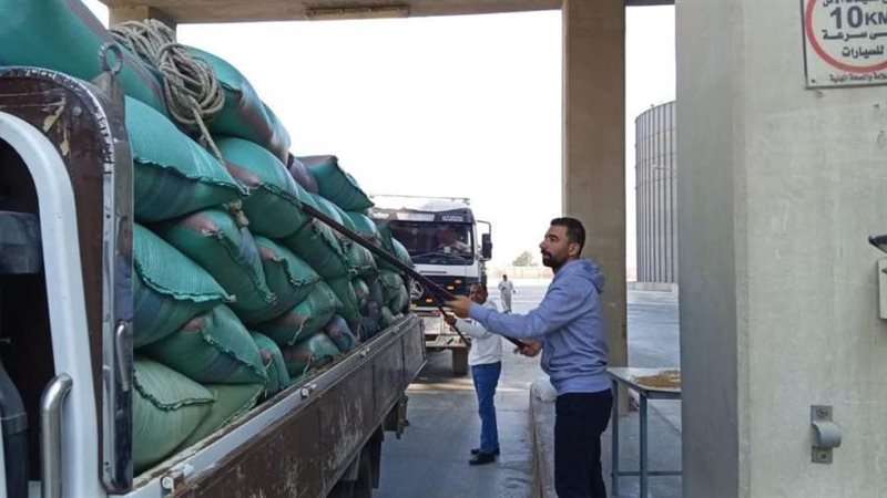 توريد القمح بالمنيا