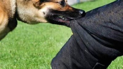 إصابة 5 أشخاص عقرهم حيوان مفترس بإحدى قرى ملوي جنوب المنيا