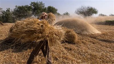 توريد أكثر من 82103 أطنان من القمح حتى الآن في الوادى الجديد