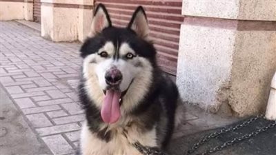 اعترافات الطبيب قاتل 