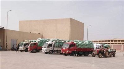 استقبال 44 ألف طن من القمح بشون وصوامع المنيا