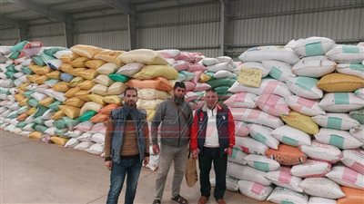 شون وصوامع كفر الشيخ تستقبل 35258 طنًا و495 كليو قمح محلي