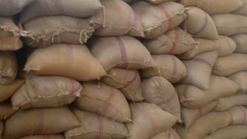 توريد القمح بالمنيا