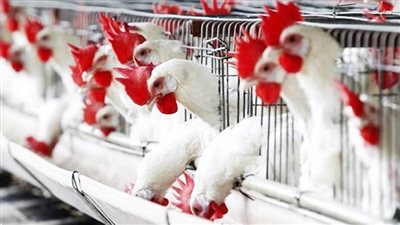 انخفاض جديد في سعر الفراخ اليوم السبت 3 مايو 2025